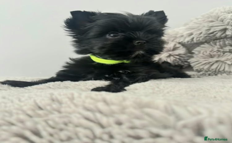 Yorkshire Terrier dogs - Advert 1
