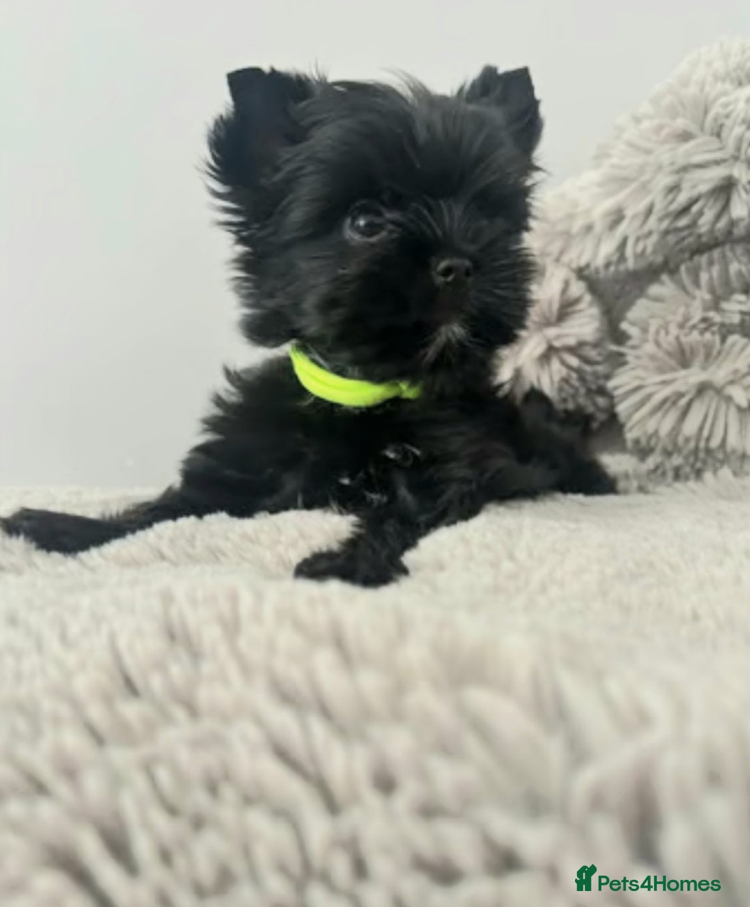 Yorkshire Terrier dogs for sale: Puppies - Image 1