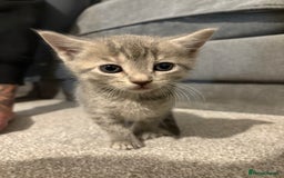 Mixed Breed cats for sale: Kittens for sale  - Image 5