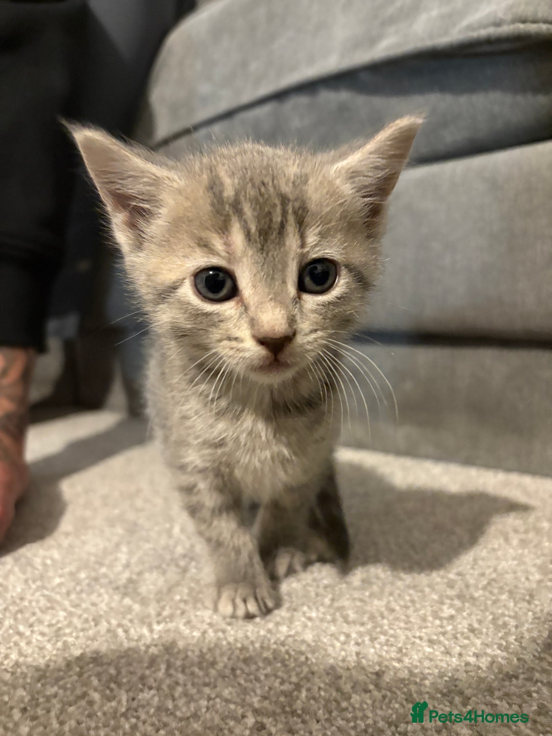 Mixed Breed cats for sale: Kittens for sale  - Image 5