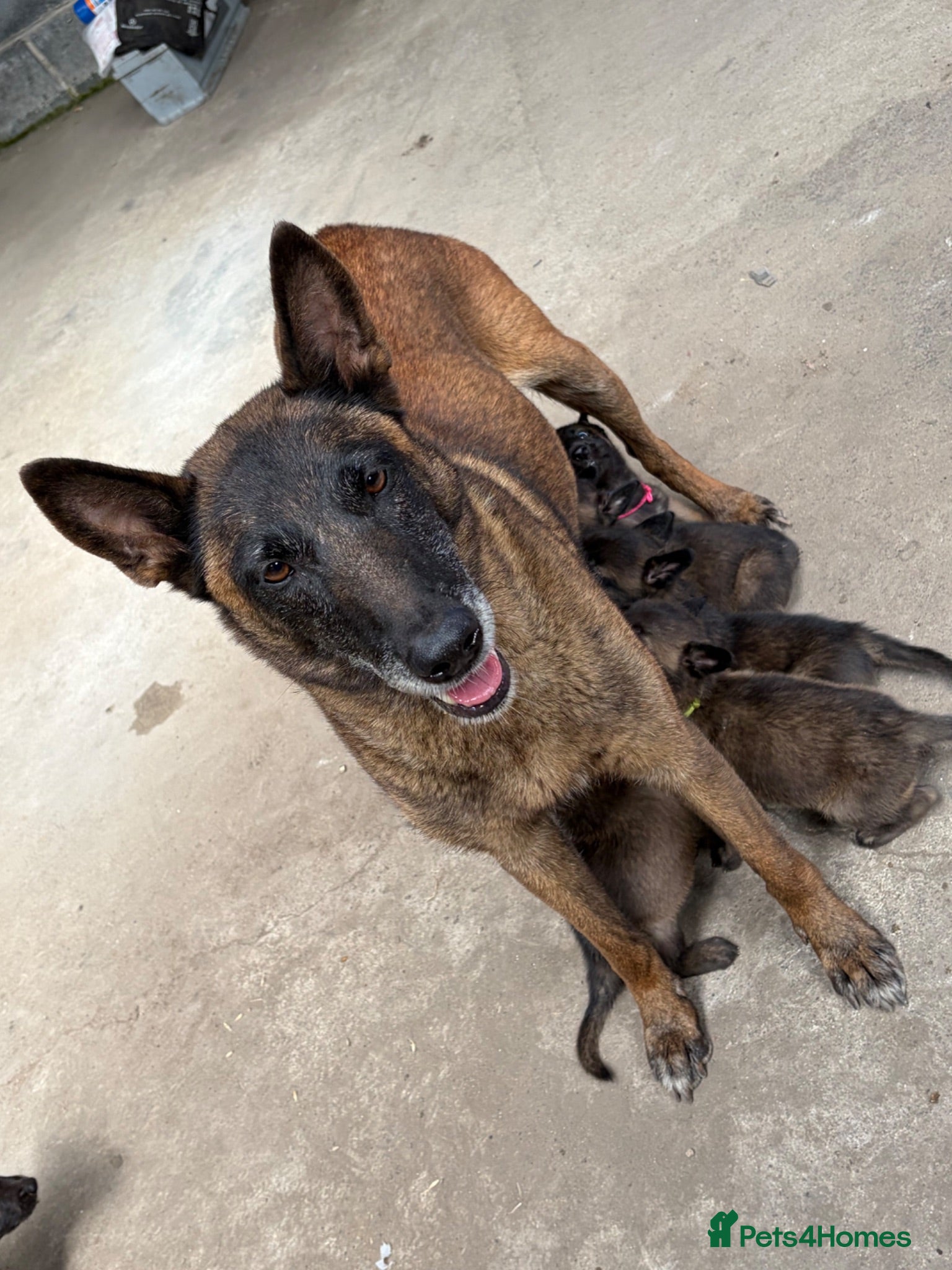 Belgian Shepherd Dog dogs Mali puppies  - Advert 1