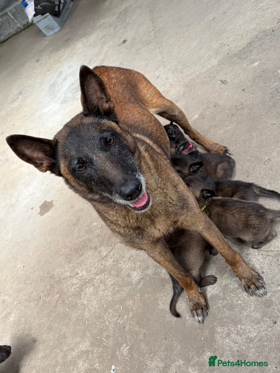 Belgian Shepherd Dog dogs for sale: Mali puppies  in Bishop Auckland - Advert 1