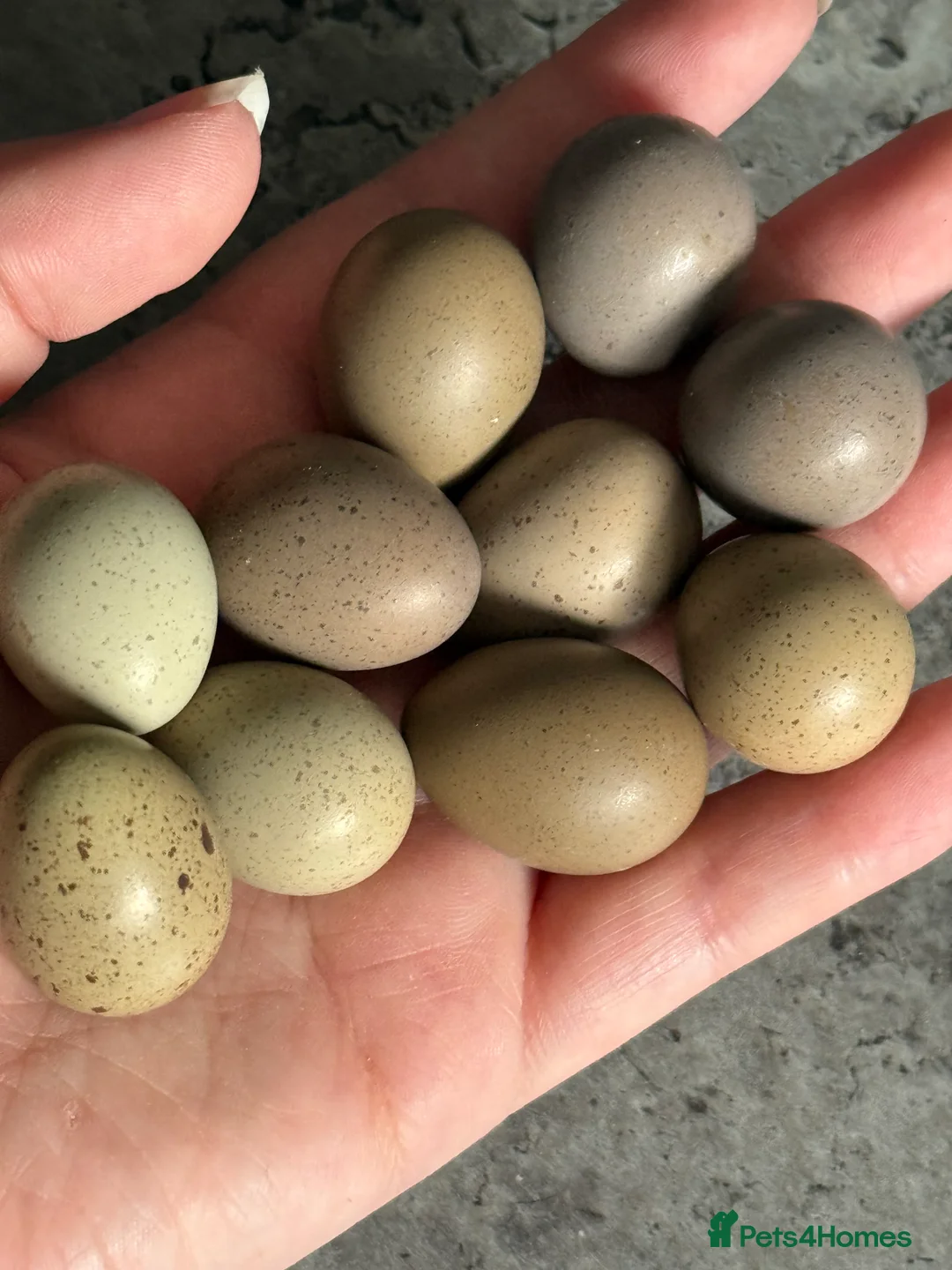 Quail poultry for sale: Chinese Painted, Button Quail hatching eggs ( 6 )  - Advert 1