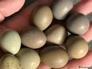 Quail poultry Chinese Painted, Button Quail hatching eggs ( 6 ) - Advert 12