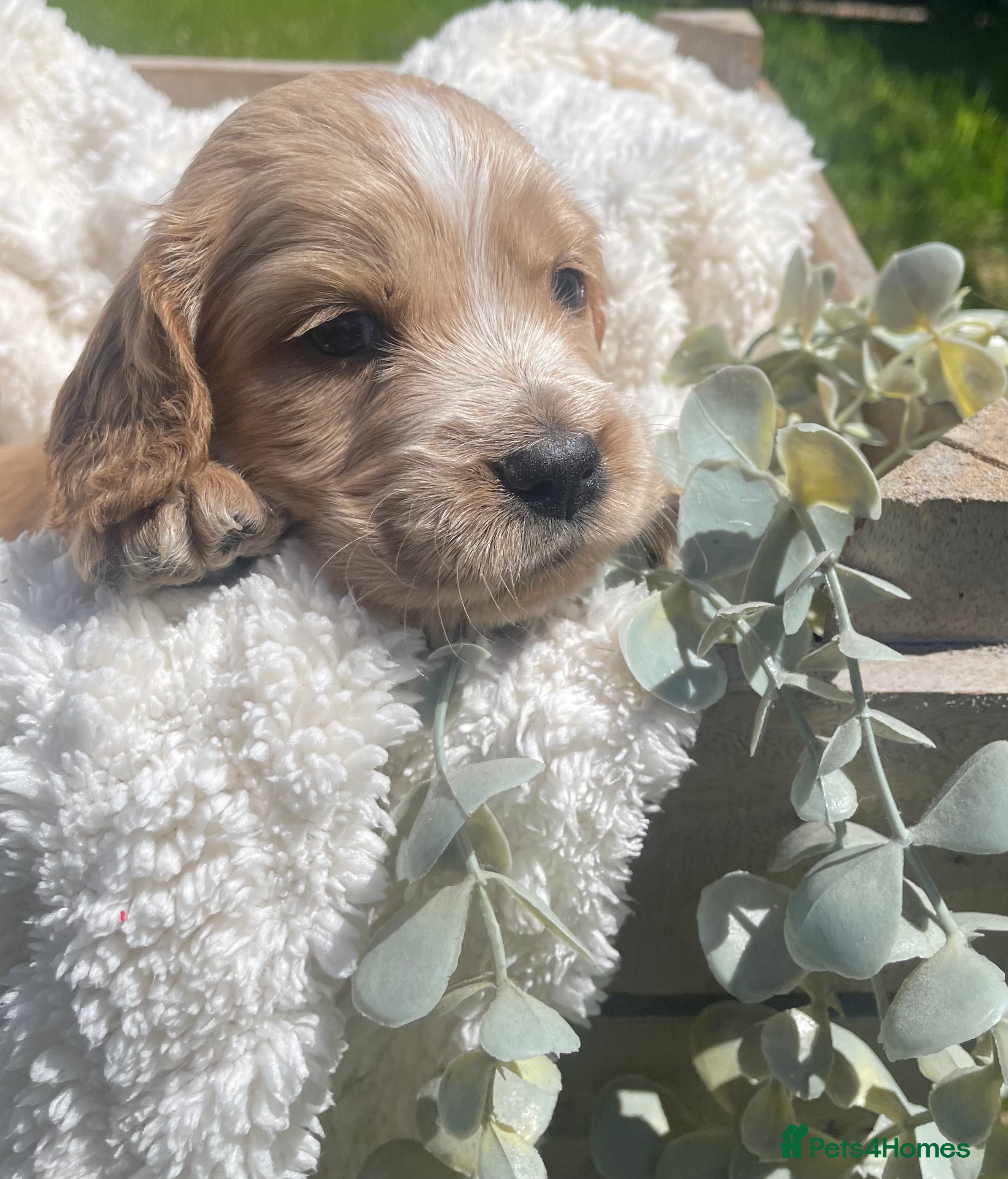 Cockapoo dogs for sale: Stunning F1b Cockapoo puppies - Advert 21