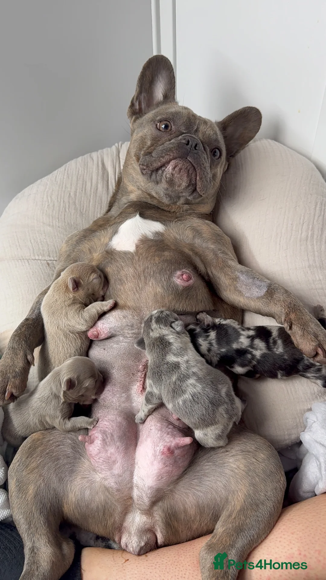 French Bulldog dogs for sale: Quality French bulldog puppies 🐾🔥 - Advert 1