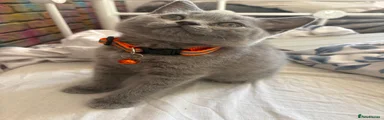 British Shorthair 4