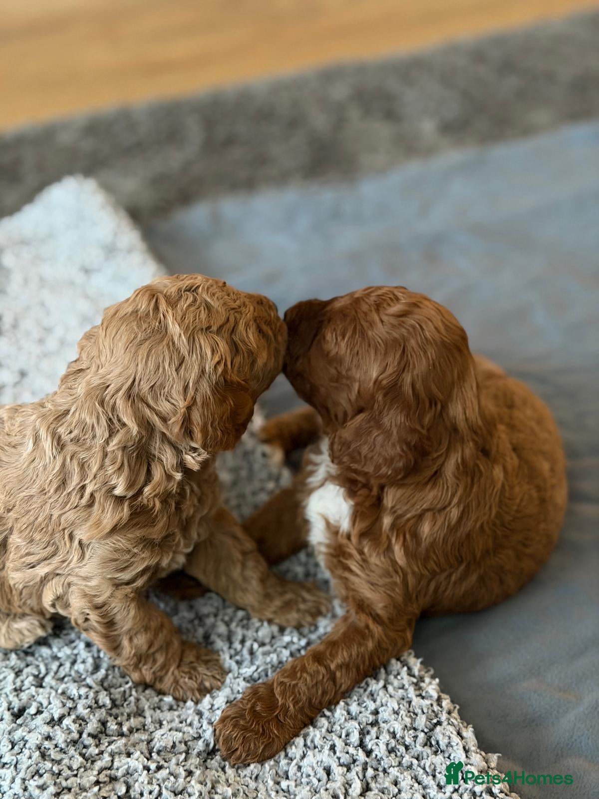 Cockapoo dogs Gorgeous red F1b cockapoo puppies  - Advert 18