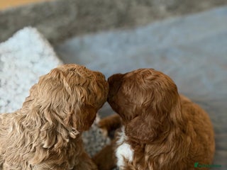 Cockapoo dogs Gorgeous red F1b cockapoo puppies - Advert 18