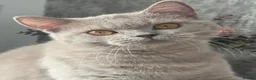 British Shorthair cats for sale: Lilac British shorthair female  - Advert 3