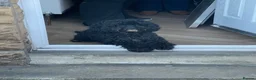 Cockapoo dogs for sale: 2 year old female black cockapoo, Roxy ❤️ - Advert 6
