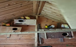 Lovebirds birds for sale: Lovebirds  - Image 2