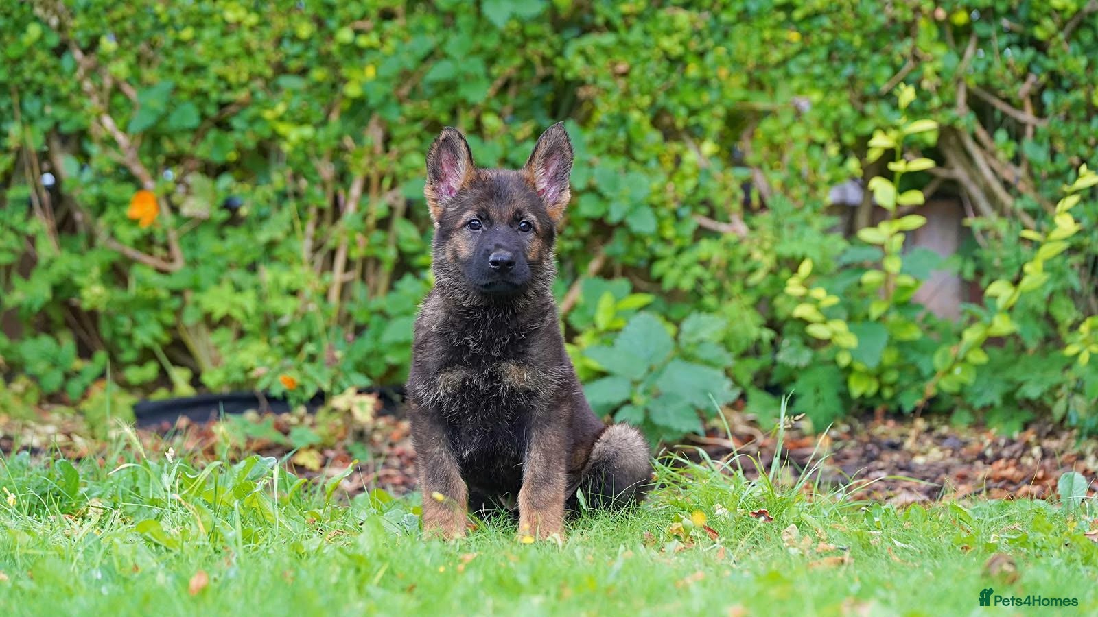 German Shepherd dogs German Shepherd puppies for sale!!! - Advert 2