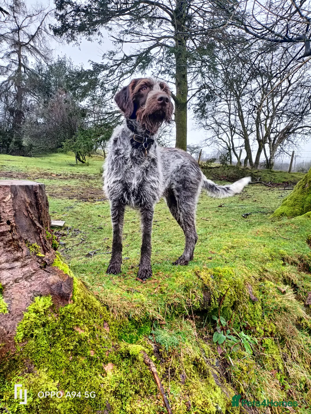 German Wirehaired Pointer dogs for sale: BEAUTIFUL CHUNKY KC REG GWP PUPS - Advert 4