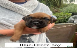 Boxer dogs for sale: Bunch of Boxer Babies - Image 3