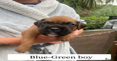 Boxer dogs - Advert 9