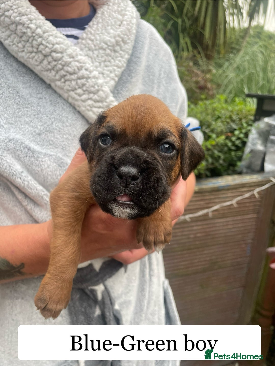 Boxer dogs for sale: Bunch of Boxer Babies - Image 3