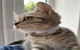 British Shorthair cats for sale: Purebred British Shorthair Grey Stripe Kittens - Image 25