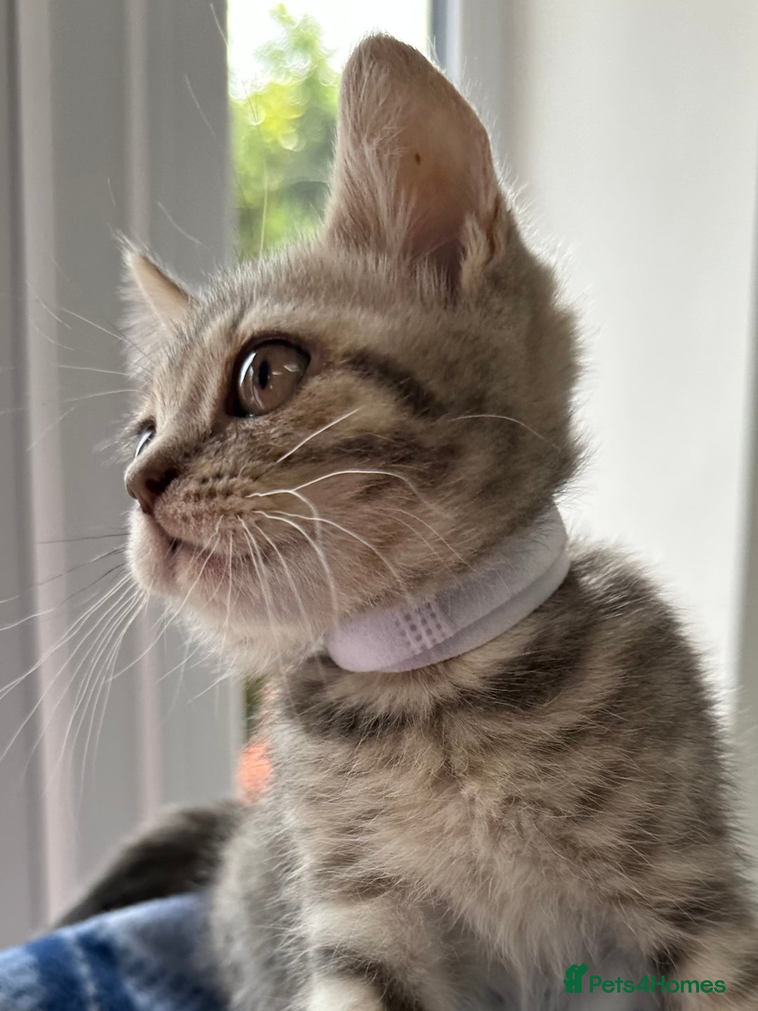 British Shorthair cats for sale: Purebred British Shorthair Grey Stripe Kittens - Image 25