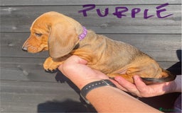 Miniature Dachshund dogs for sale: Quality Dachshund puppies - Image 6