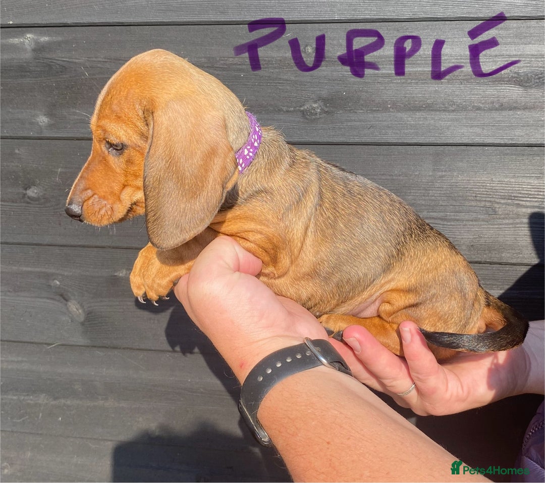 Miniature Dachshund dogs for sale: Quality Dachshund puppies - Image 6