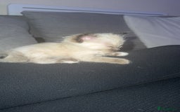 Mixed Breed cats for sale: Ragdoll mix kittens ready for new homes🤍 - Image 7