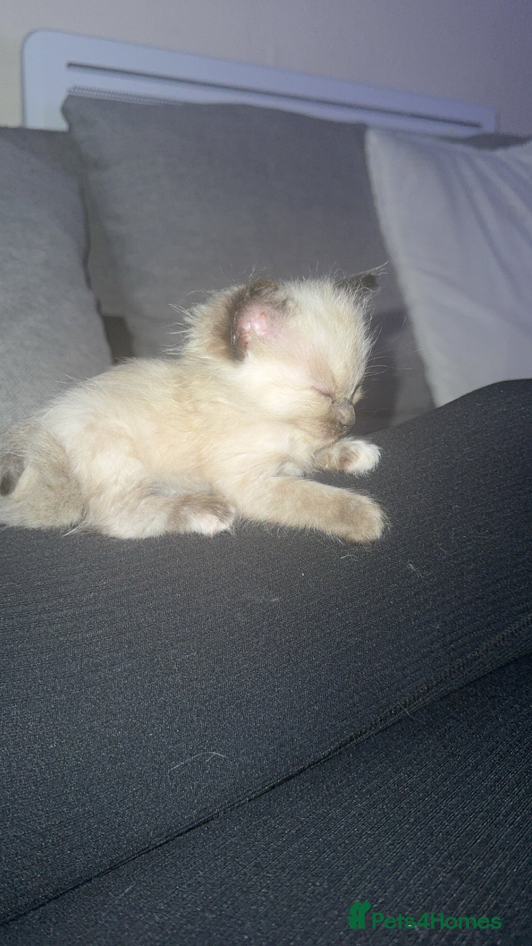 Mixed Breed cats for sale: Ragdoll mix kittens ready for new homes🤍 - Image 7