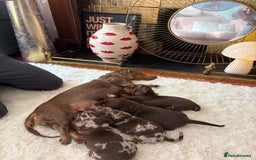 Miniature Dachshund dogs for sale: Miniature Dachshund puppies 7 weeks old  - Image 11