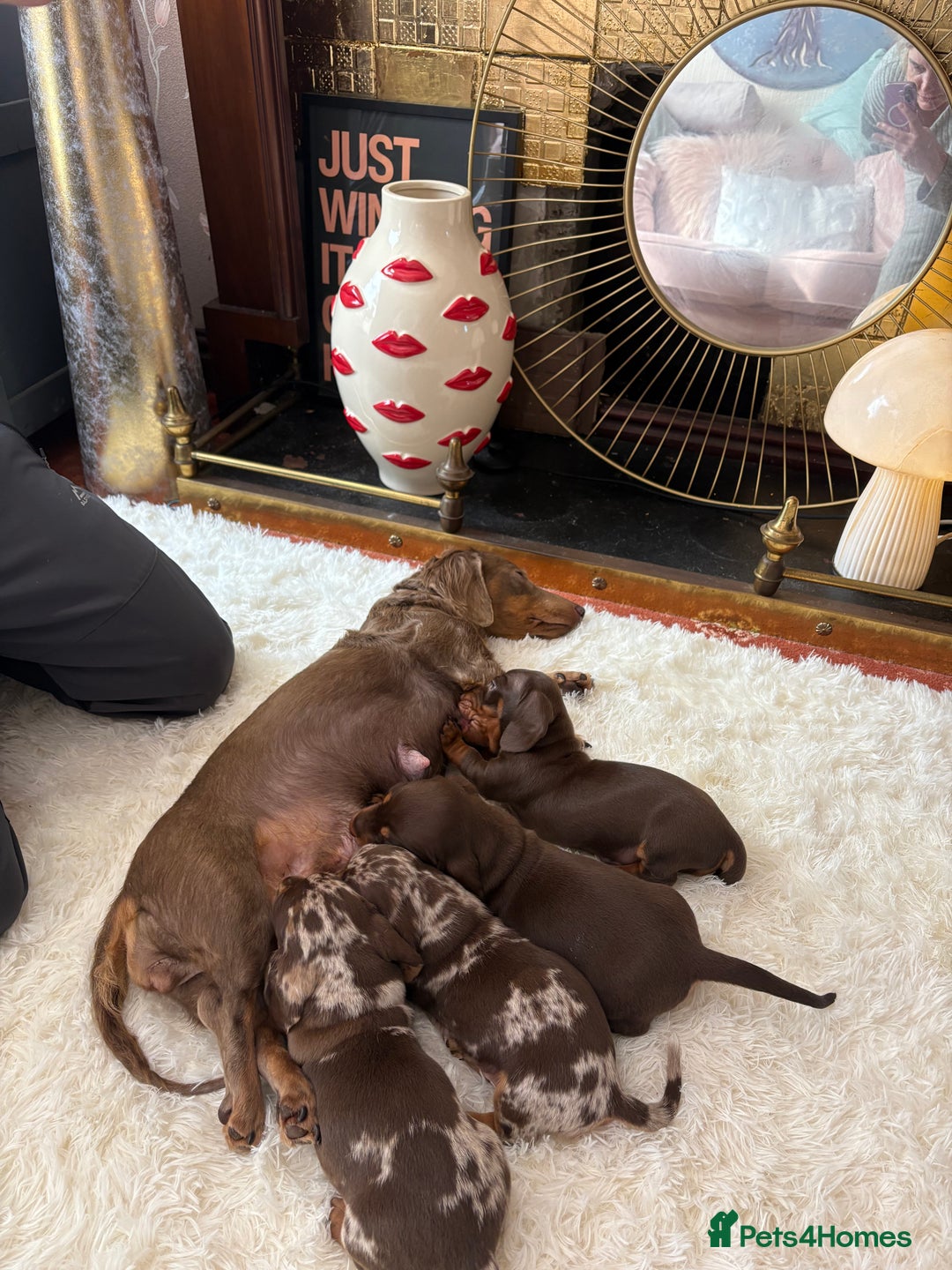 Miniature Dachshund dogs for sale: Miniature Dachshund puppies 7 weeks old  - Image 11