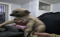 Lurcher dogs for sale: Lurcher  - Image 1