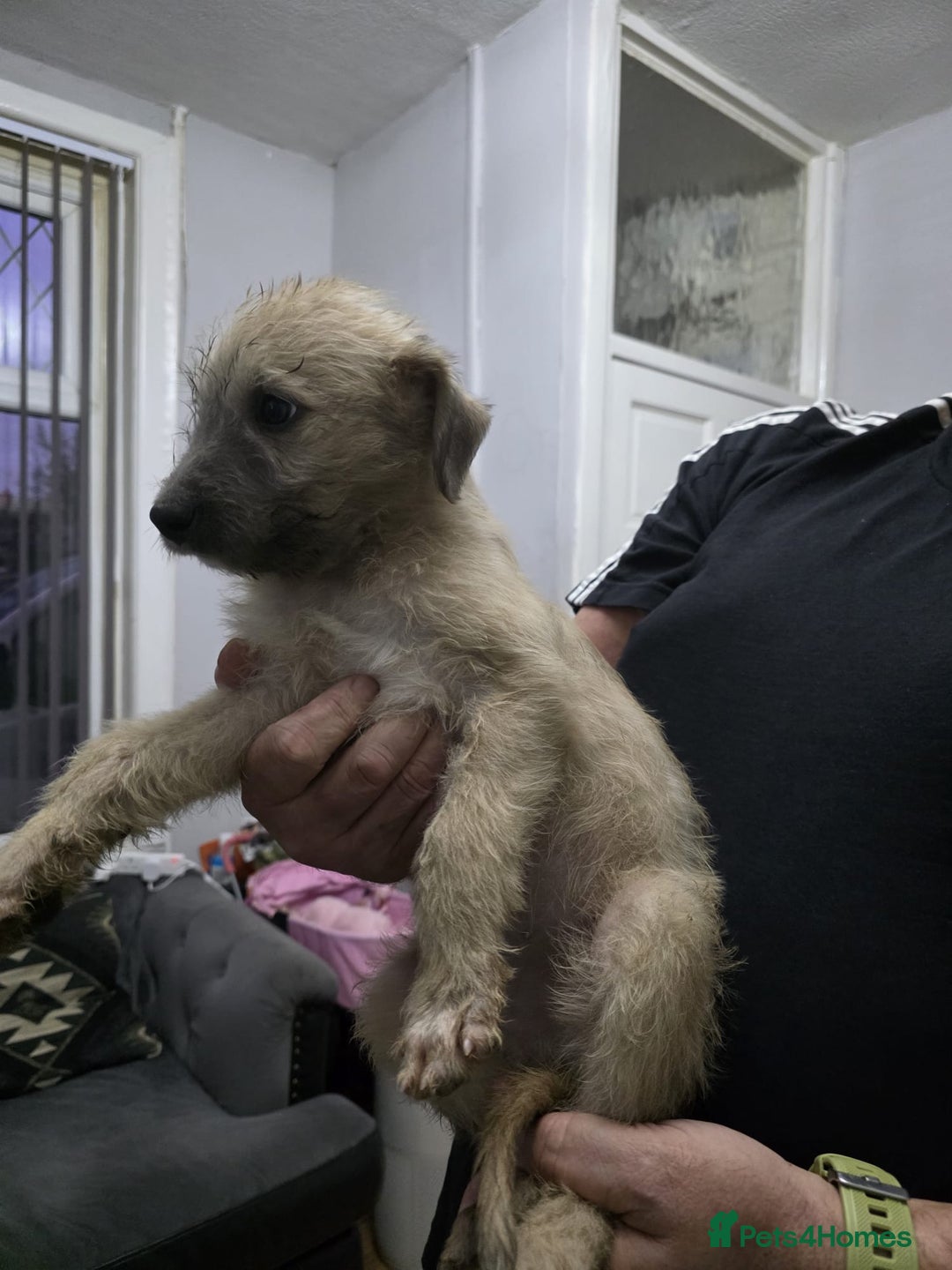Lurcher dogs for sale: Lurcher  - Image 1