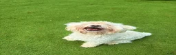Bichon Frise dogs for sale: Two Bichon Frise Ready for their New Home - Advert 5