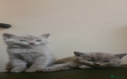 British Shorthair cats for sale: Both parents pedigrees- Dad 5x 🏆 3 boys 1 girl  - Image 11