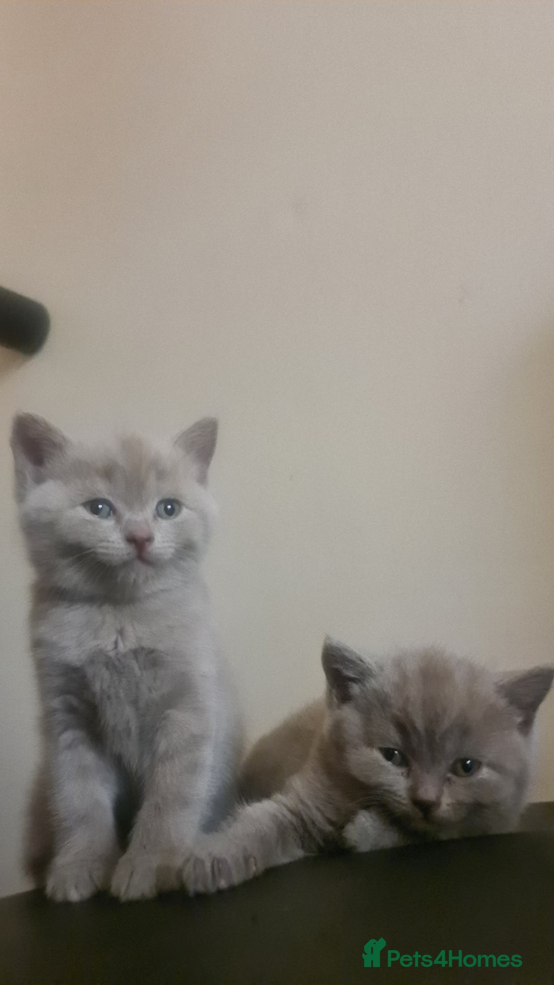 British Shorthair cats for sale: Both parents pedigrees- Dad 5x 🏆 3 boys 1 girl  - Image 11
