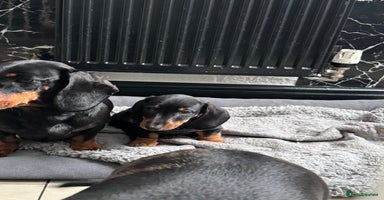 Dachshund dogs Miniature dachshund boy READY NOW - Advert 8