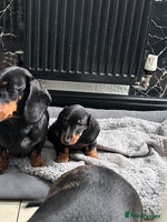 Dachshund dogs Miniature dachshund boy READY NOW - Advert 8