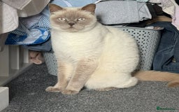 Mixed Breed cats for sale: Reluctant sale of our beautiful boy Casper - Image 1