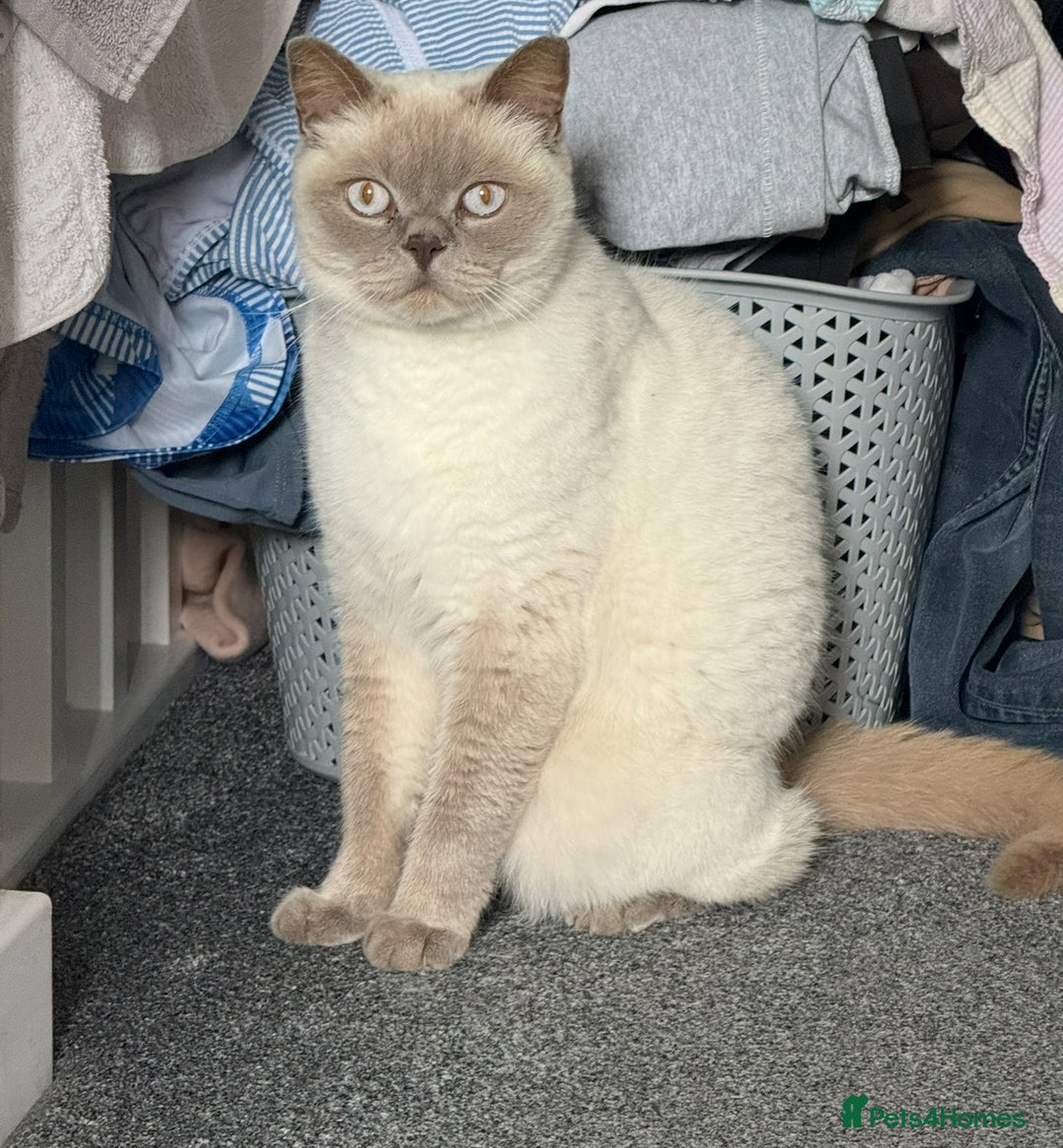 Mixed Breed cats for sale: Reluctant sale of our beautiful boy Casper - Image 1
