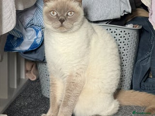 Mixed Breed cats - Advert 15