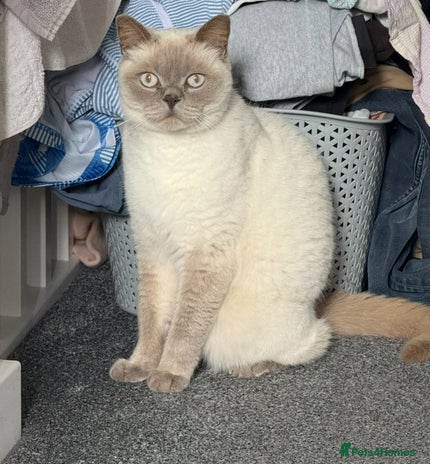 Mixed Breed cats - Advert 17