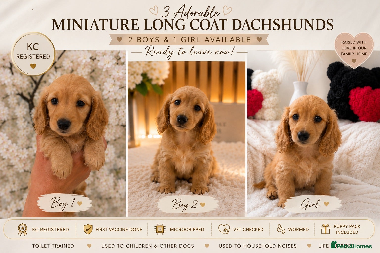 Miniature Dachshund dogs ❤️Stunning KC Reg  |Ready Now | Family Raised ❤️❤️ - Advert 1