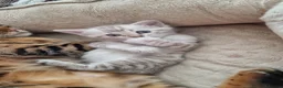 Bengal cats for sale: Snow Leopard Bengal Kitten - Advert 1