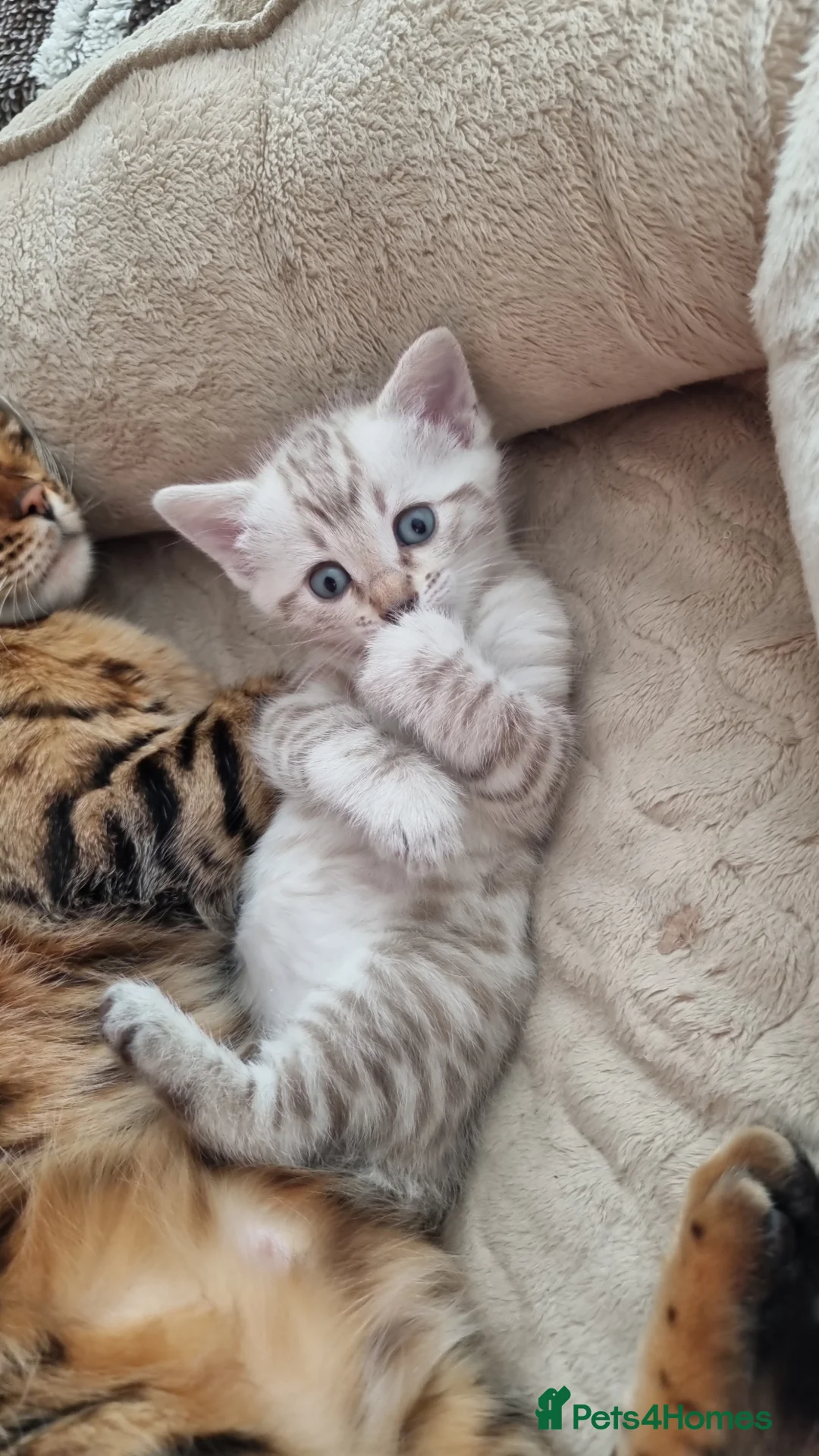 Bengal cats for sale: Snow Leopard Bengal Kitten - Advert 1