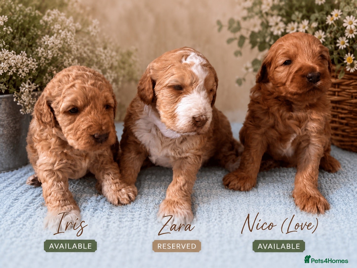 Australian Labradoodle dogs Multigenerational Australian Labradoodle  - Advert 2