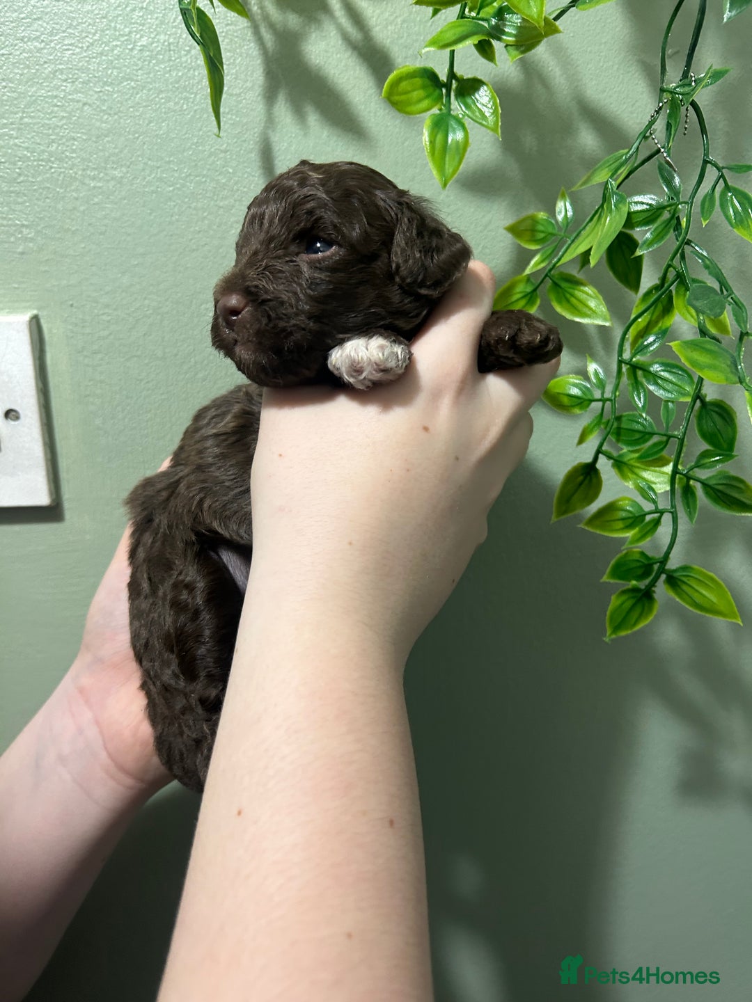 Shihpoo dogs for sale: Last chocolate boy! 4 Toy poodle x Shihpoos - Advert 22