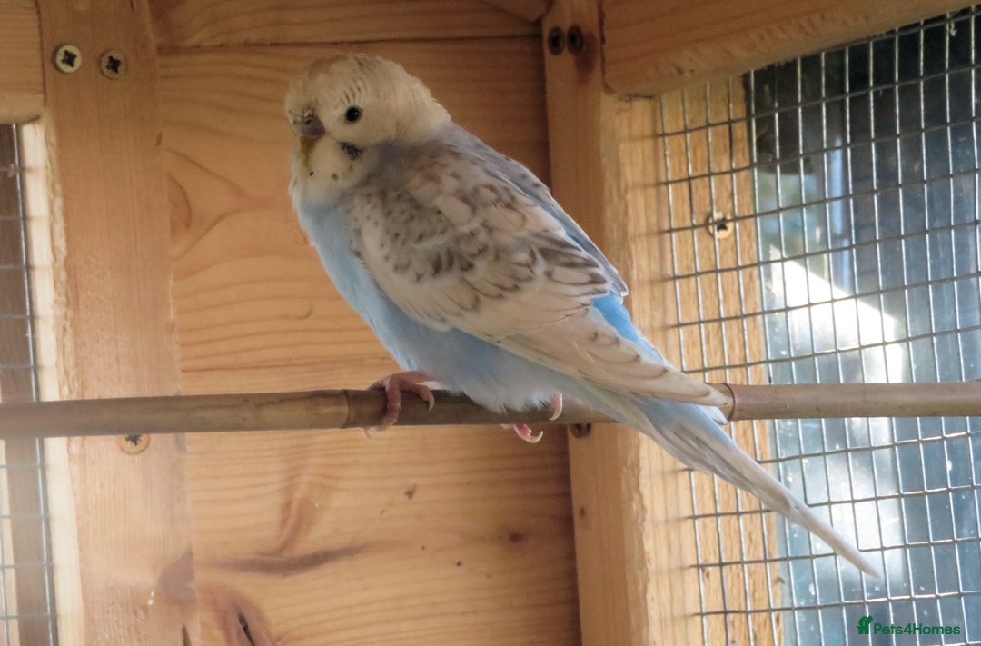 Budgerigars birds for sale: Budgies for sale - Advert 2