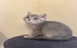 British Shorthair cats for sale: Stunning British short hair kittens ready to go - Image 6