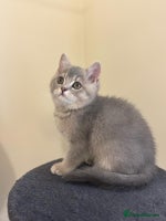 British Shorthair cats LAST one left Stunning British short hair kittens - Advert 7