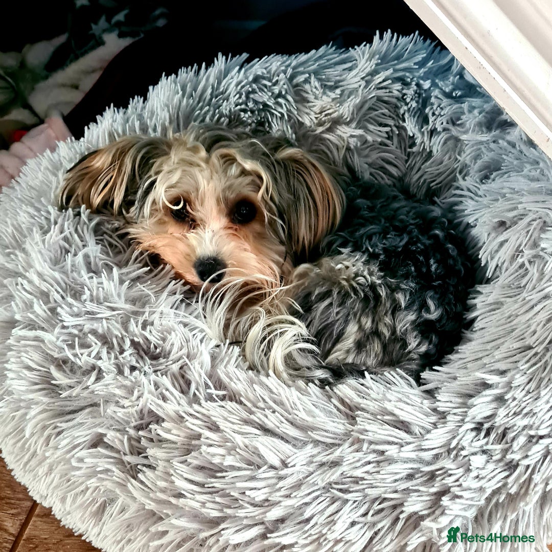 Yorkshire Terrier dogs for sale: ❤️Beautiful blue eyed Yorkshire terrier puppies❤️ - Advert 20