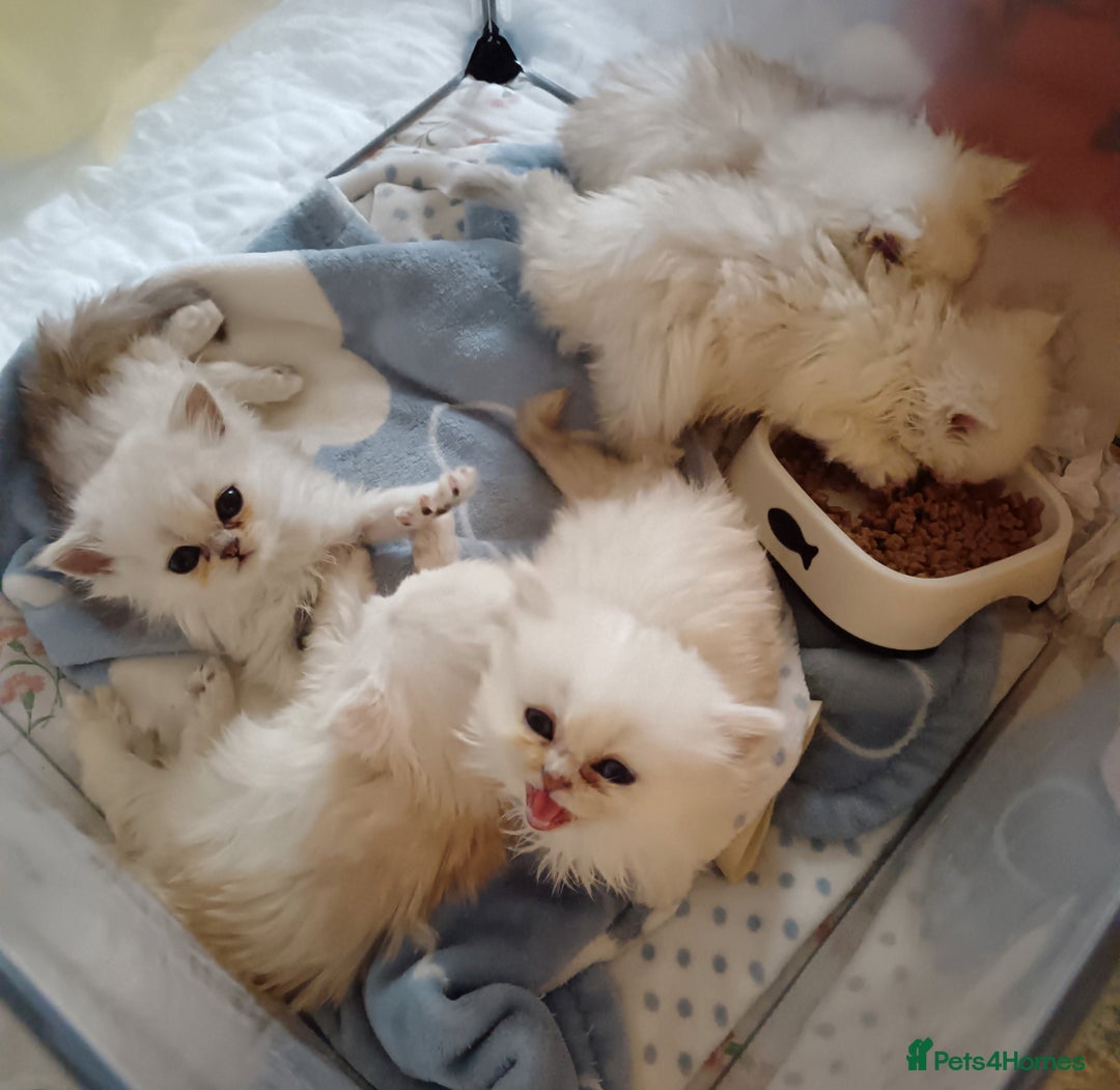 Persian cats for sale: Shaded Persian kittens ready soon - Advert 6